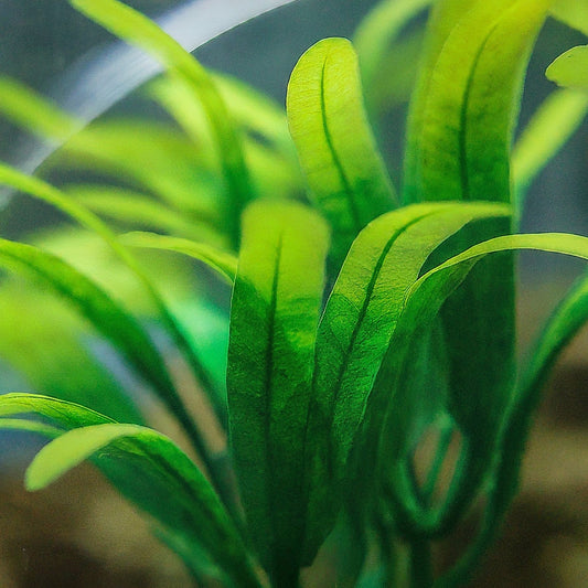 Plastic vs Silk Aquarium Plants - Which is Better for Your Fish