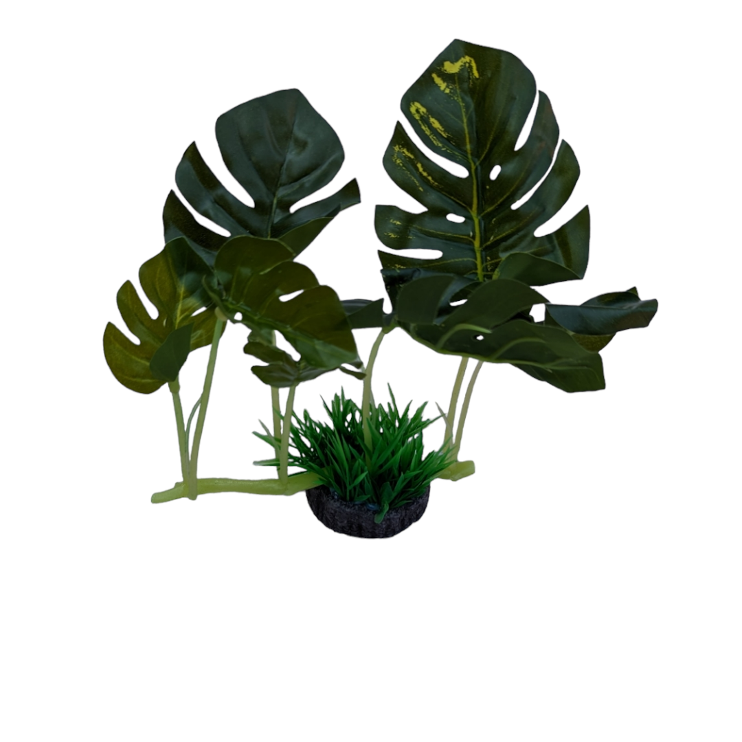 Monstera