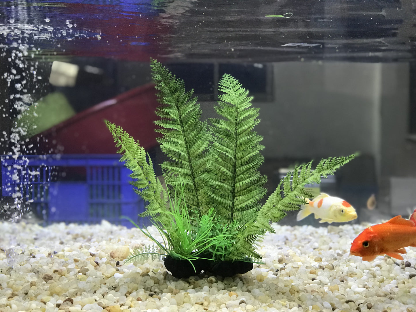 Green Fern