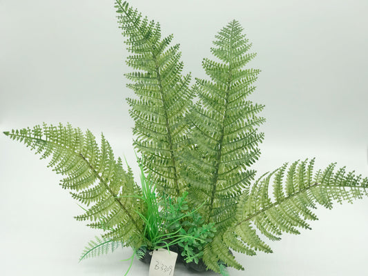 Green Fern