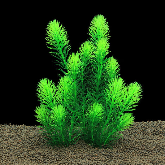 Hornwort