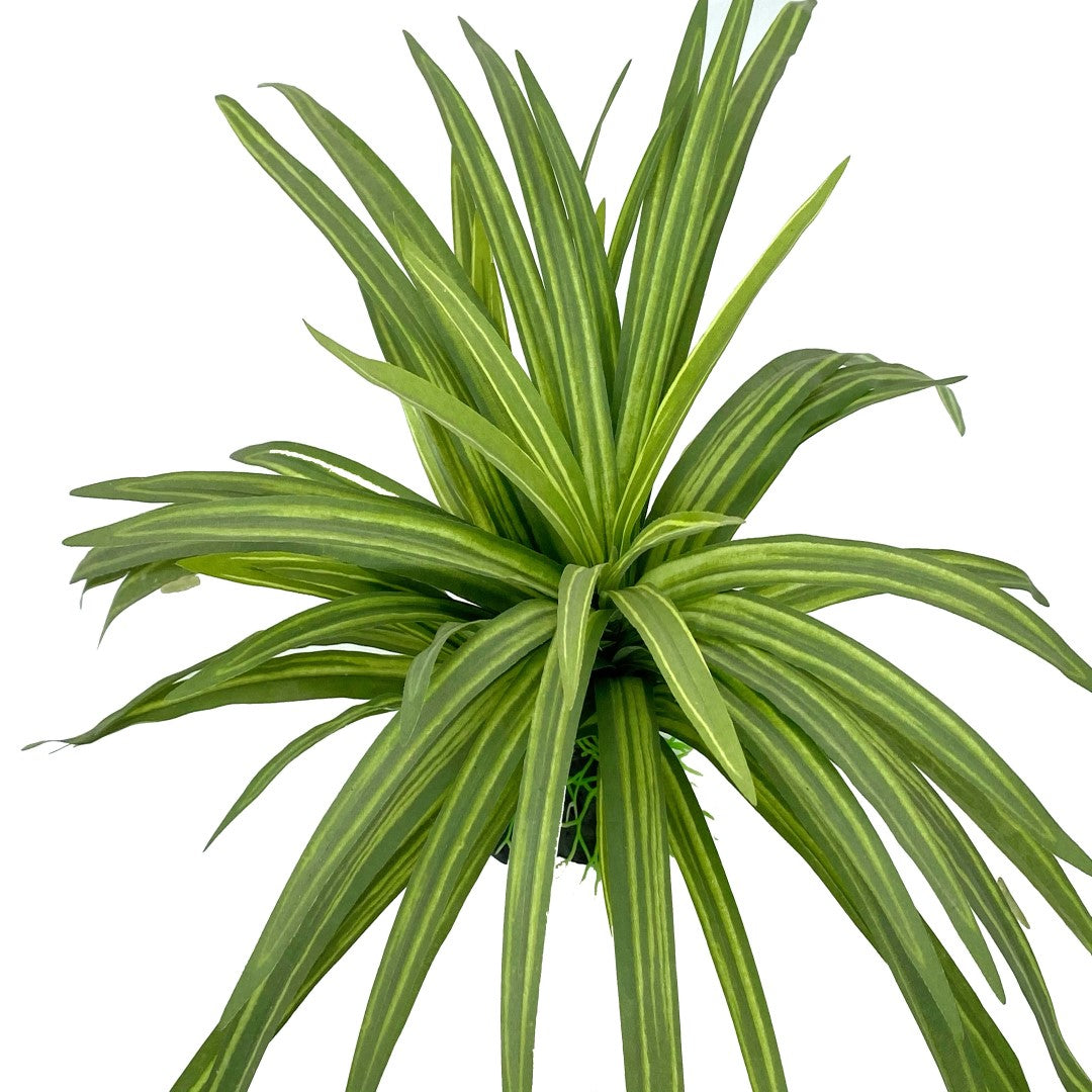 Silk Dracaena