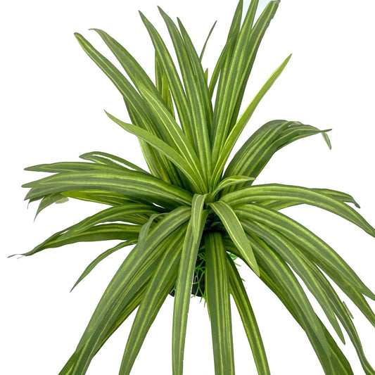 Silk Dracaena