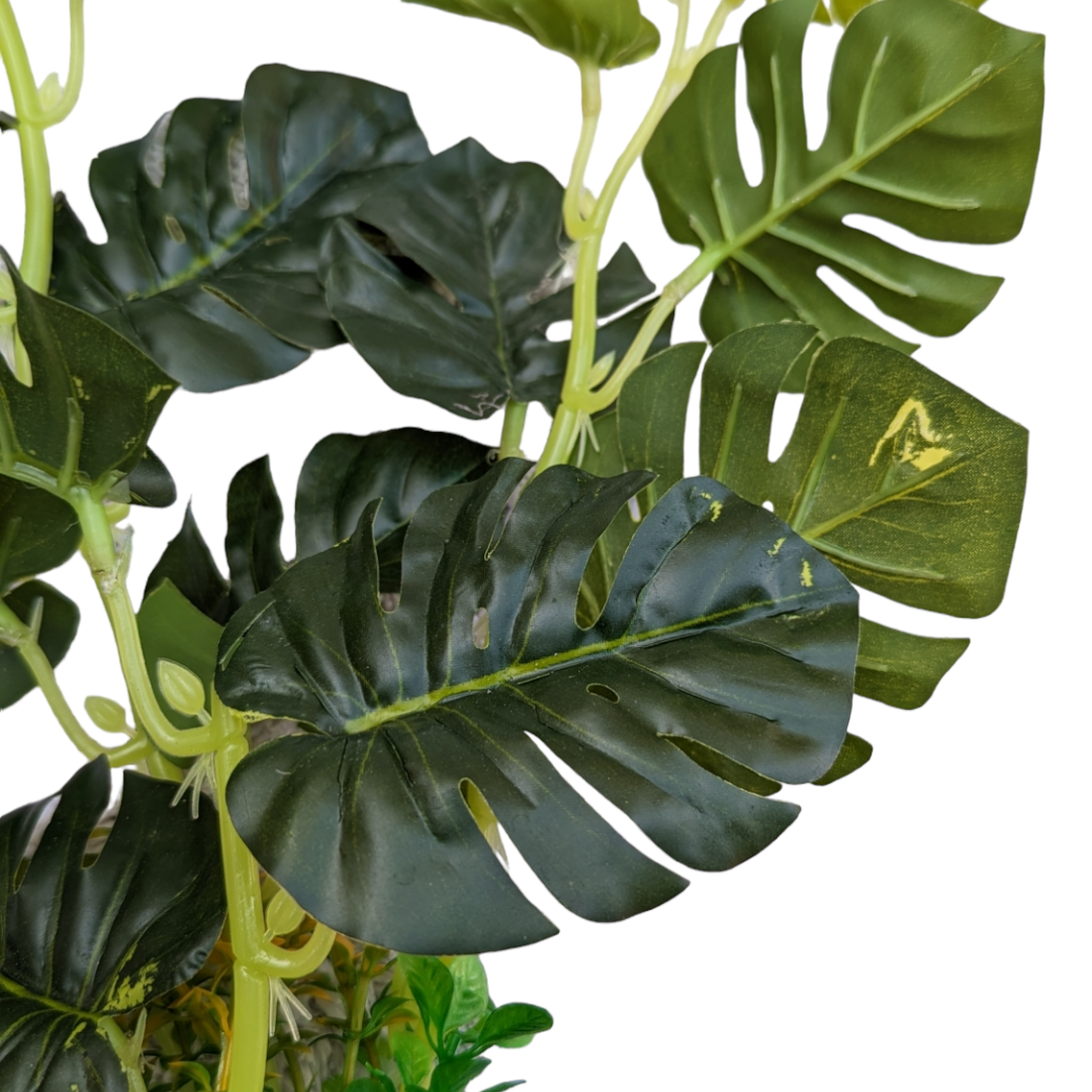 Monstera