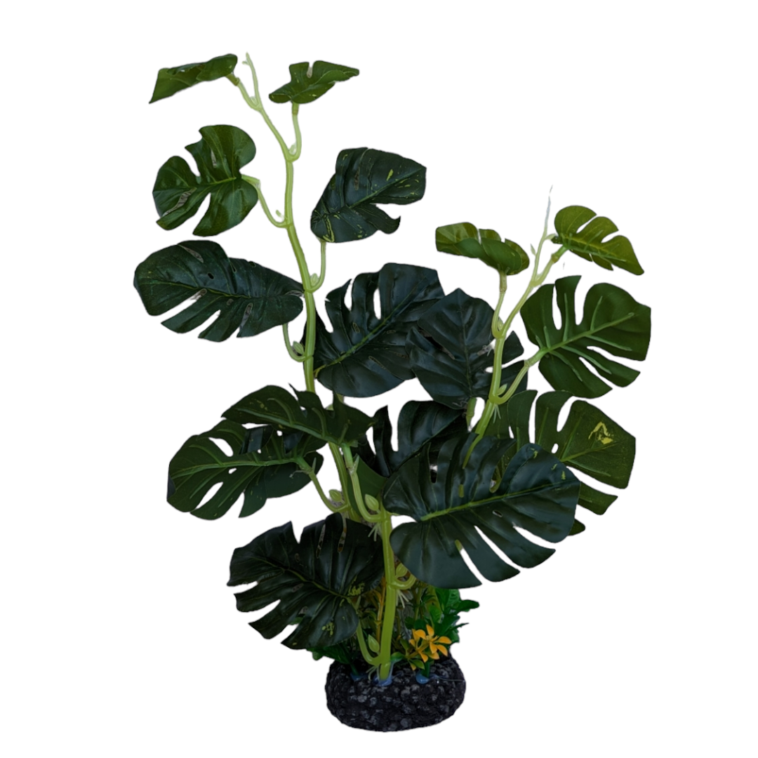 Monstera