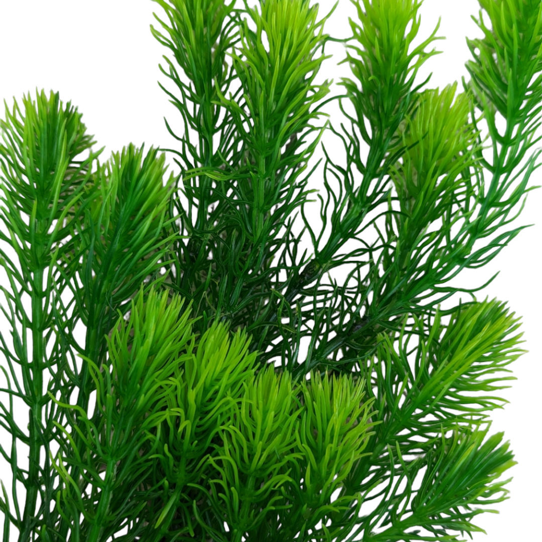 Hornwort