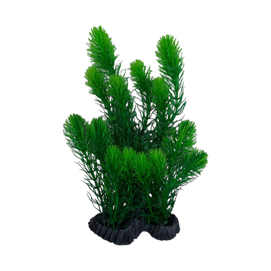 Hornwort