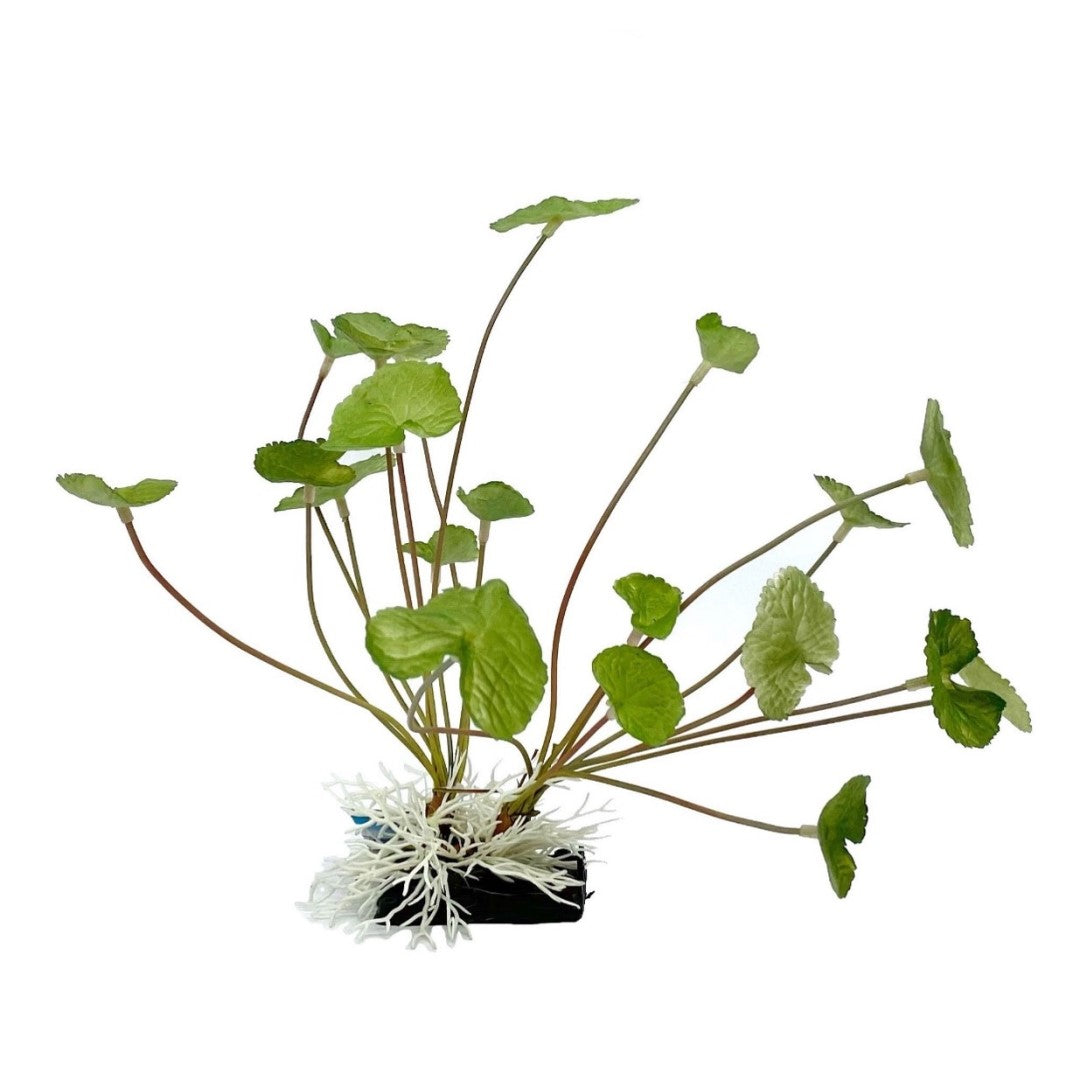 Water Pennywort