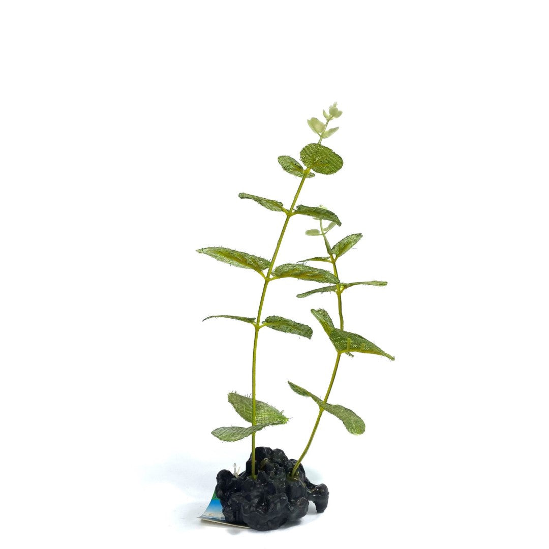 Small Round Silk Plant