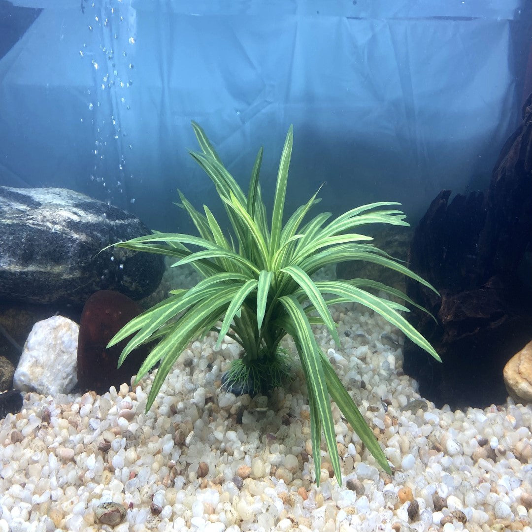 Silk Dracaena