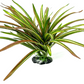 Silk Dracaena Tan