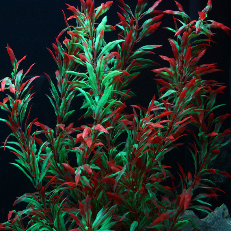 black background with green and red aquarium decoration