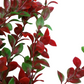 Red Green Plant