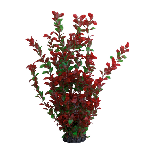 Red Green Plant