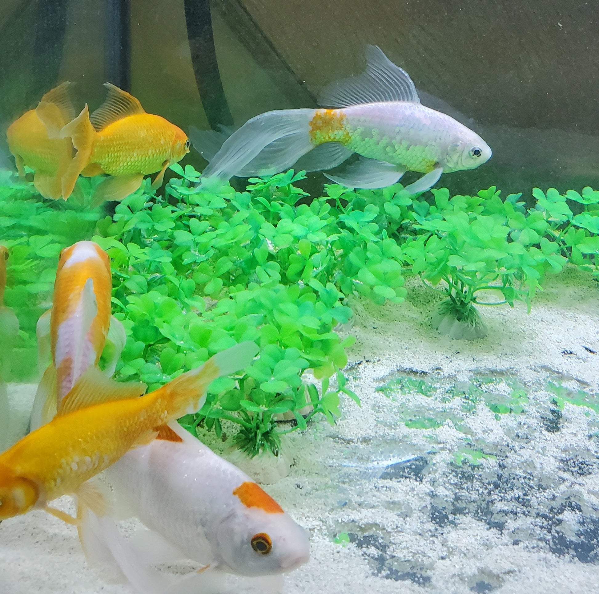 fish tank with 5 goldfish and green plastic clovers